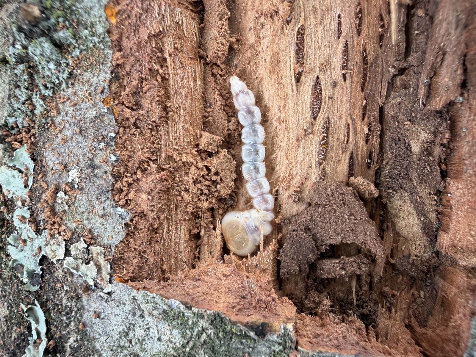 A pale flatheaded borer larva exposed in frass-packed galleries under the bark of a pin oak limb
