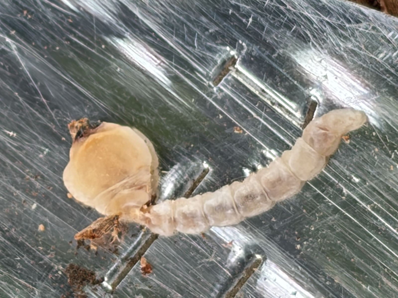 Close-up of the larva on a knife blade: a broad, flattened, coin-like prothorax with the small true head at its edge, trailing a slender segmented body