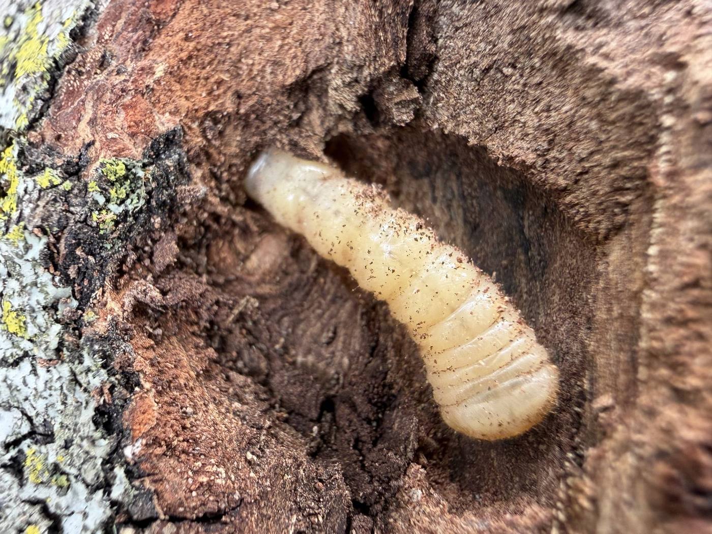 A robust cylindrical cream-colored borer larva chopped out of a pruned deadwood limb