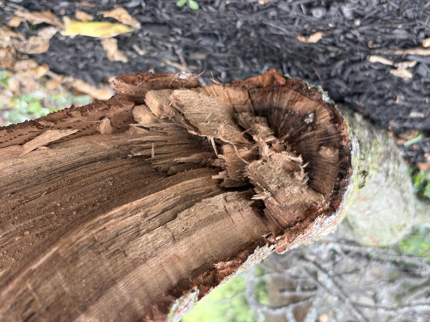 The snapped end of a large deadwood limb that broke out of a pin oak in a storm