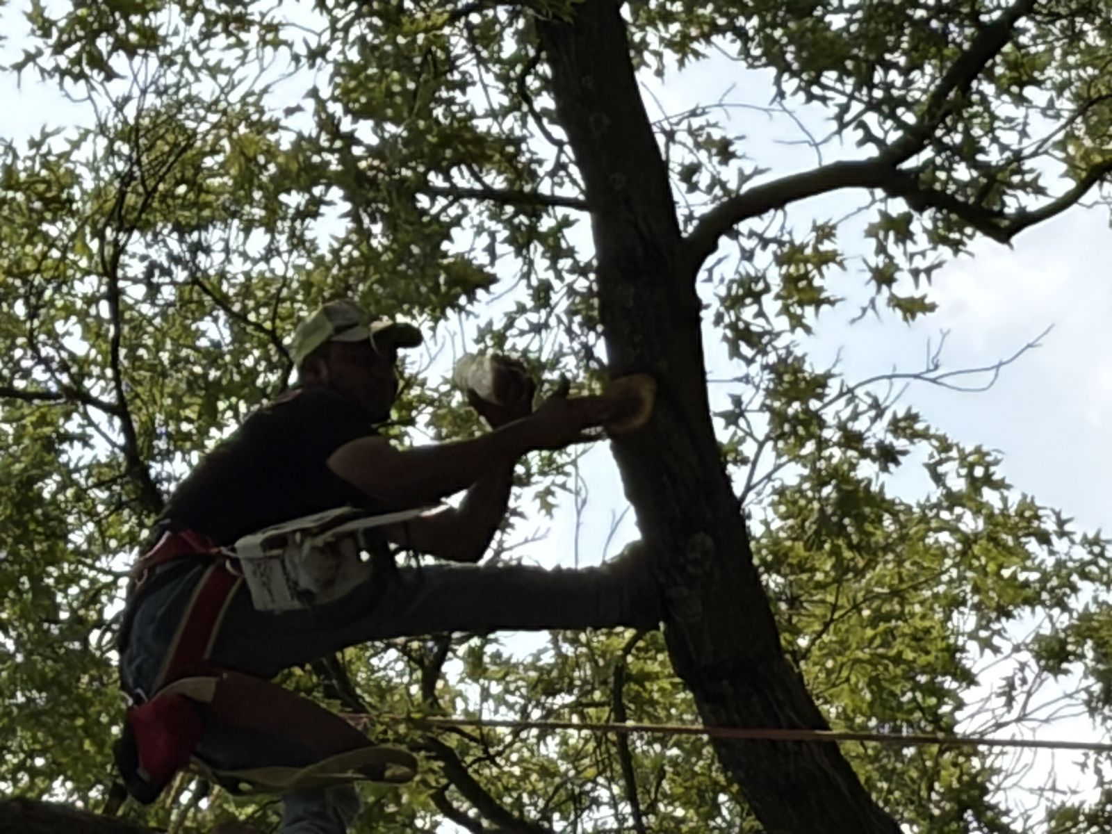 A climber in the pin oak canopy sealing pruning cuts