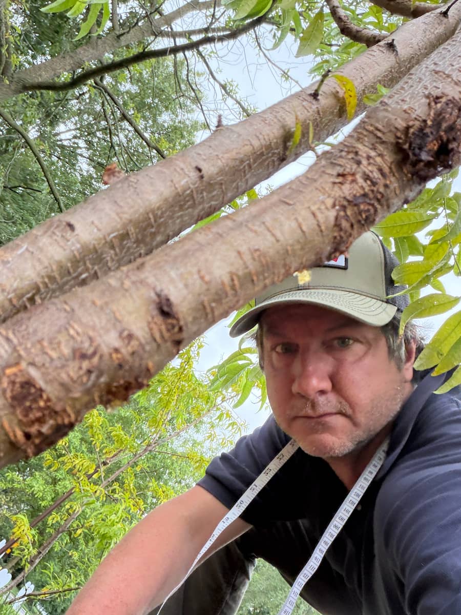 Arborist David All up in the canopy, a diameter tape wrapped around a mature trunk, measuring a tree in the field