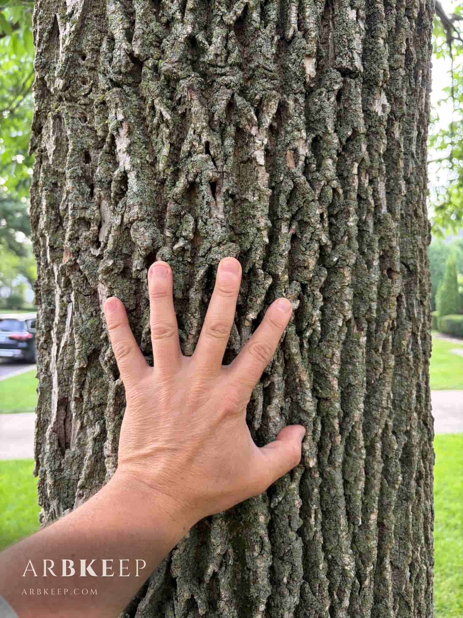 An arborist's hand spread flat against the deeply furrowed, lichen-covered bark of a mature white ash trunk on a residential street