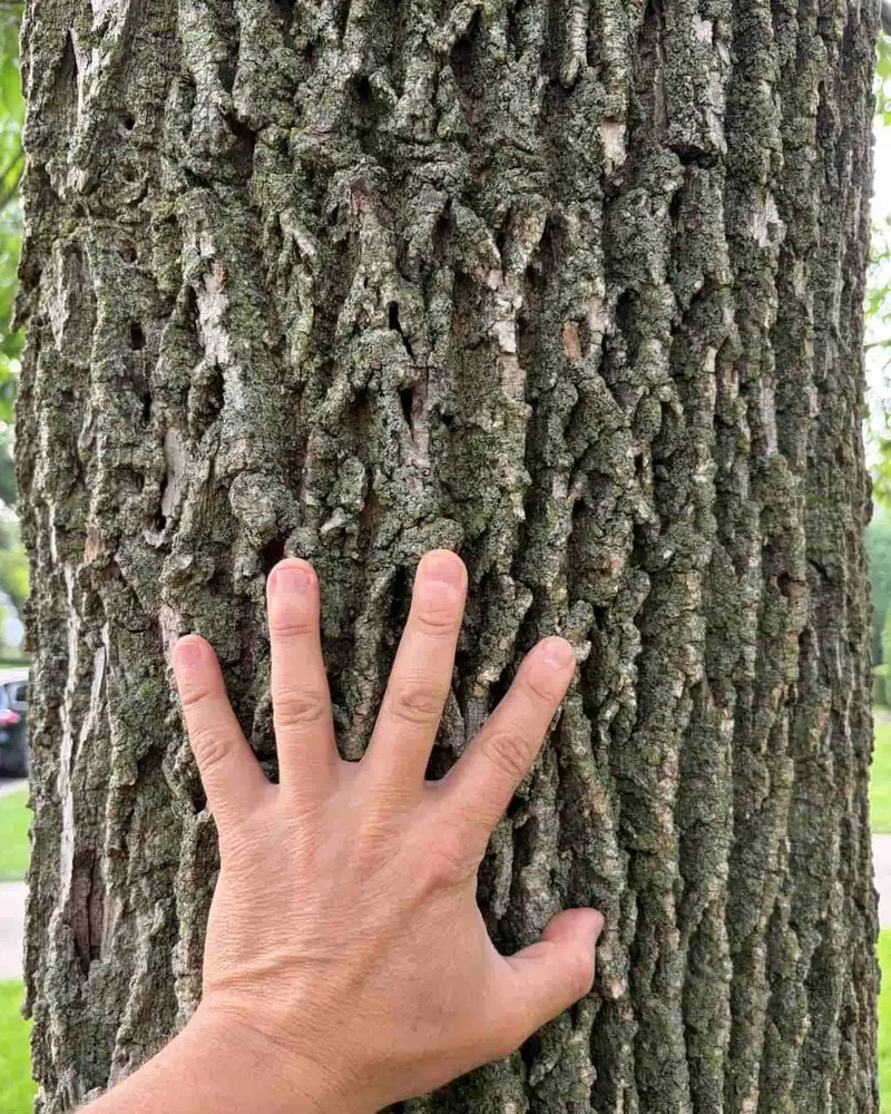 An arborist's hand on white ash bark