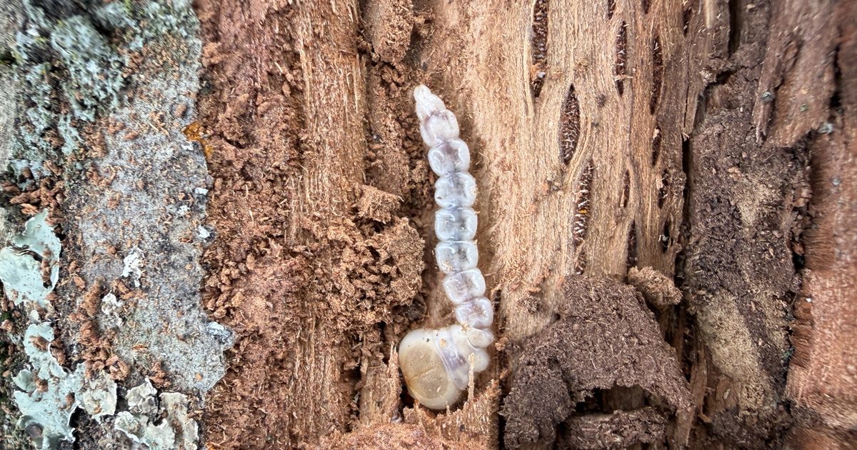 A pale flatheaded borer larva exposed in frass-packed galleries under the bark of a pin oak