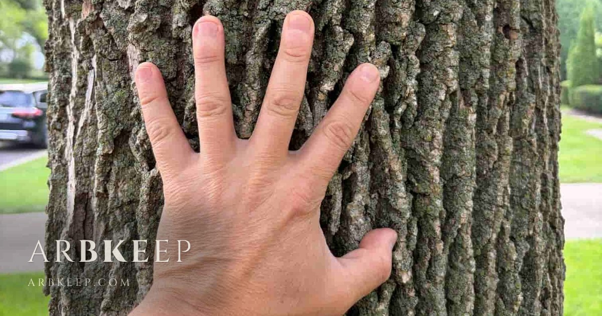 An arborist's hand spread flat against the furrowed bark of a mature white ash trunk on a residential street