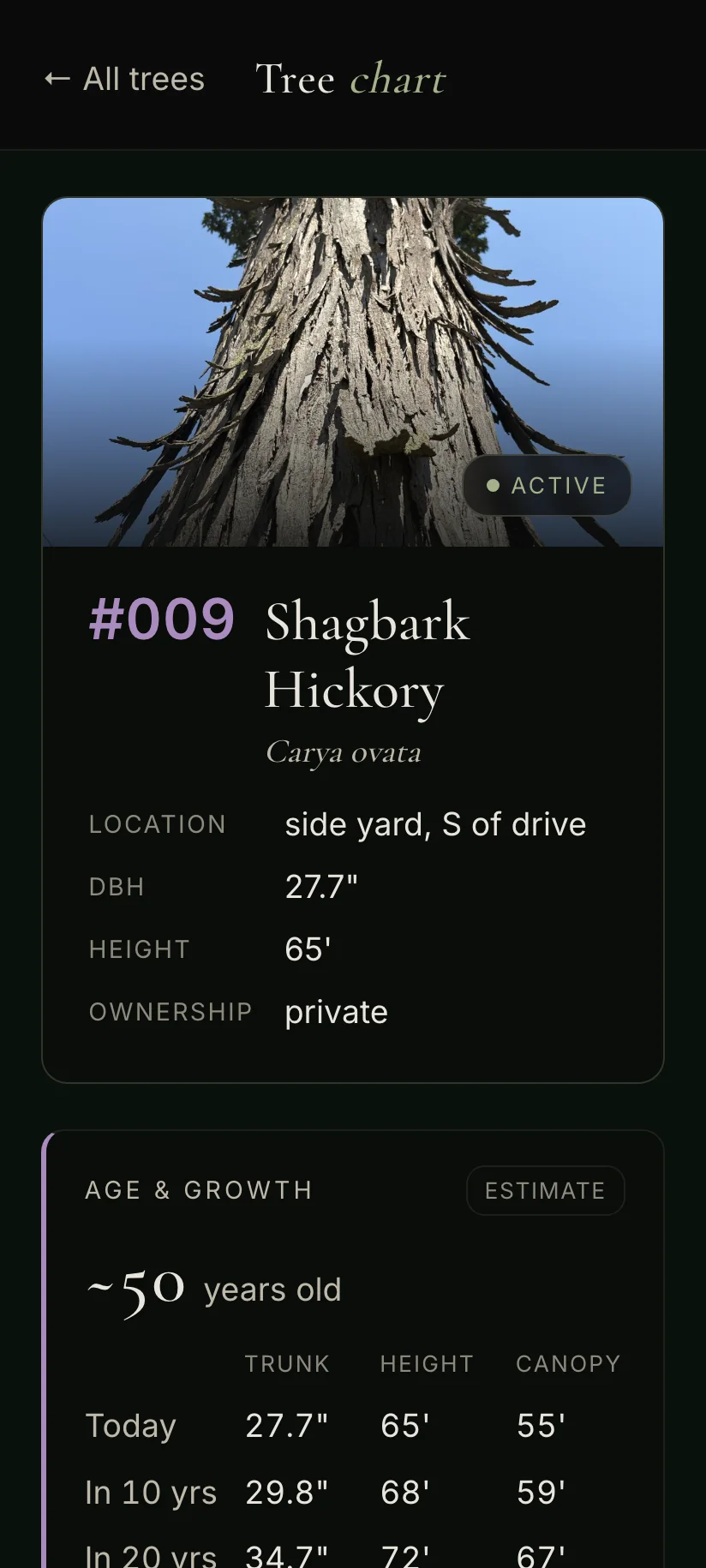 The same hickory's chart in ArbKeep Home, as the homeowner sees it: the photo, the measurements, and an age and growth estimate