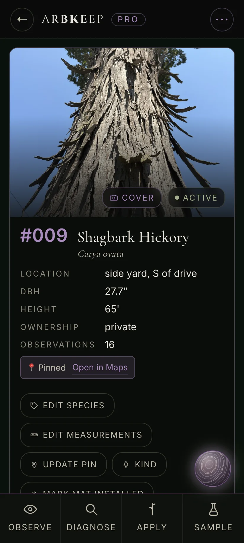A shagbark hickory's chart in ArbKeep Pro: its bark photographed looking up the trunk, tree number 9, Carya ovata, 27.7 inches DBH, 65 feet tall