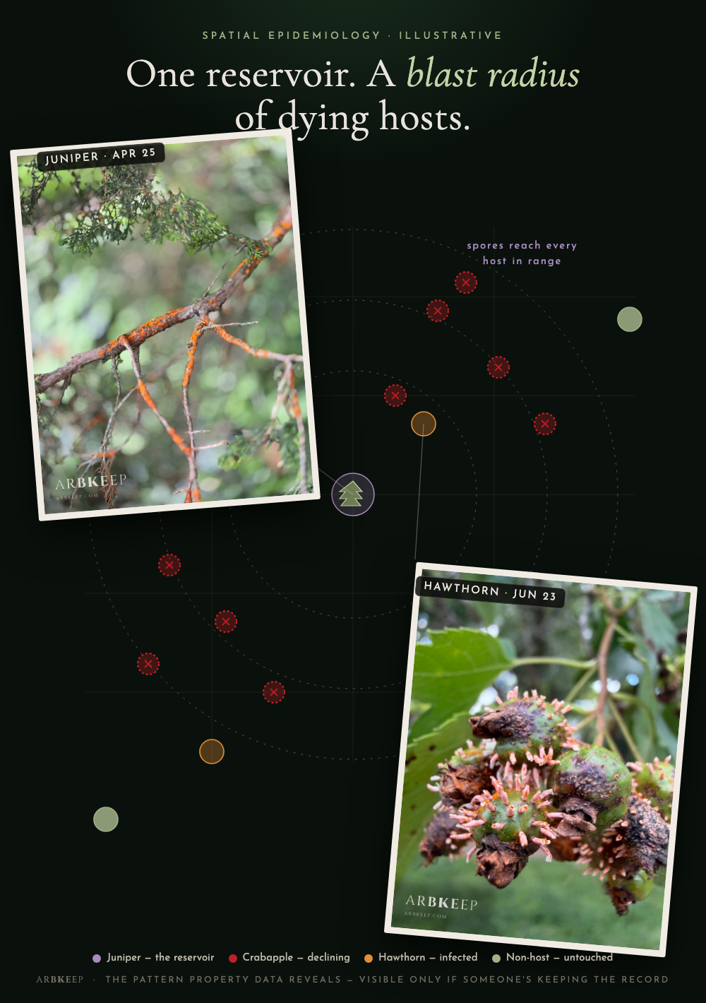 An illustrative property map: a juniper at the center as the disease reservoir, dashed blast-radius rings, and declining crabapples clustered within it while non-host trees stay untouched — with two real field photos, quince rust on juniper (April 25) and on hawthorn fruit (June 23)