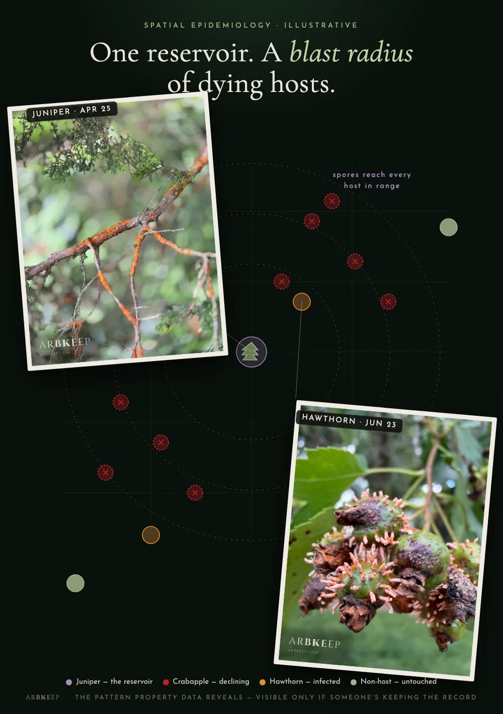 An illustrative property map: a juniper at the center as the disease reservoir, dashed blast-radius rings, and declining crabapples clustered within it while non-host trees stay untouched — with two real field photos, quince rust on juniper (April 25) and on hawthorn fruit (June 23)