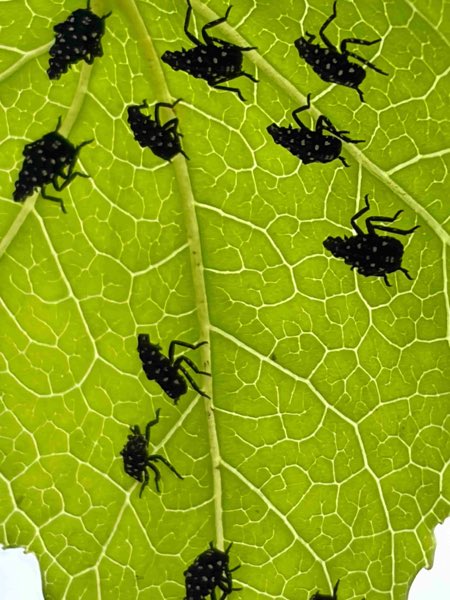 The photo that was sent: spotted lanternfly nymphs, small black insects with white spots, on the underside of a backlit leaf